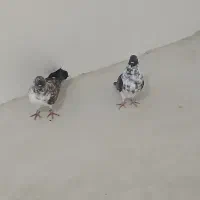 کفتر|پرنده|اردبیل, |دیوار