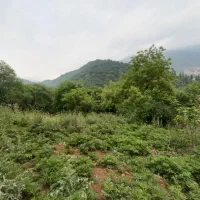 فروش ۶۰۰ متر مسکونی،چشم انداز ابدی در سرخکلا