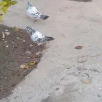 کبوتر|پرنده|گمیشان, |دیوار