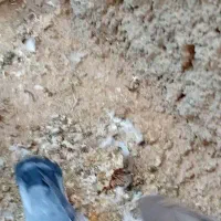 کود کفتر
