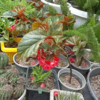 گلهای خیلی تمیز|گل و گیاه طبیعی|رشت, گلباغ نماز|دیوار