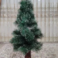 درختچه کاج