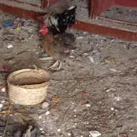 اهواز|حیوانات مزرعه|اهواز, اهواز|دیوار