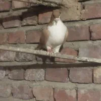 ساده زرداسیل