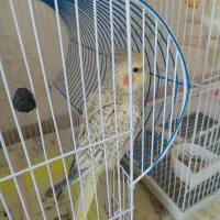 عروس هلندی زیبا