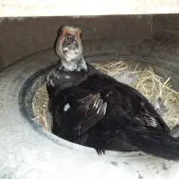 ادرس اطراف استانه اشرفیه