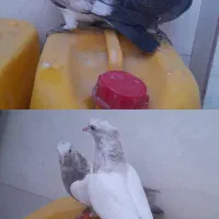 جوجه کفتر پرشی دو جفت|پرنده|اسلامشهر, شهرک امام حسین (میان آباد)|دیوار