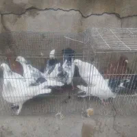 کبوتر همه مدلی