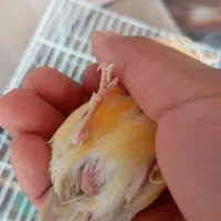 ماده قناری اماده|پرنده|باوی, |دیوار