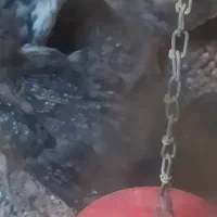 جوجه گلین یک ماهه|حیوانات مزرعه|اصفهان, دستگرده|دیوار