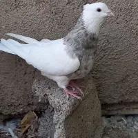 کبوتر طوقی|پرنده|کرج, شهرک بنفشه|دیوار