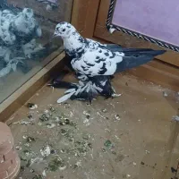 کبوتر|پرنده|تبریز, |دیوار