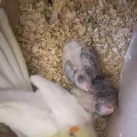 یک جفت عروس و دو عدد جوجه ده روزه