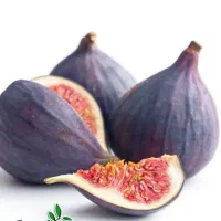 ارائه نهال انجیر سیاه|خدمات باغبانی و درختکاری|سراب, |دیوار