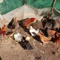 خروس محلی|حیوانات مزرعه|تالش, هشتپر|دیوار