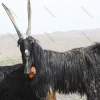 بز جوان|حیوانات مزرعه|شوشتر, |دیوار