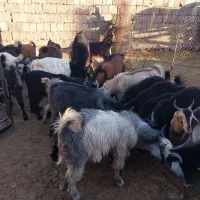 ۴۰تا بزغاله چاغ بتونی پروار  برا کشتار حرف ندران|حیوانات مزرعه|آبدانان, |دیوار