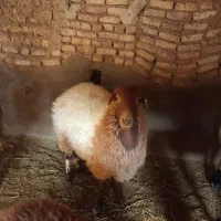 بره ماده چاق