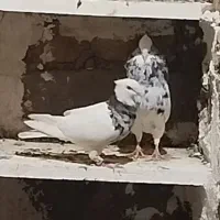 طوقی هفت رنگ نروماده