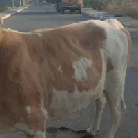 گاو استرالیایی (اسرائیلی) ماده|حیوانات مزرعه|میناب, |دیوار