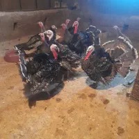 بوقلمون سالم وسرحال