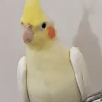 عروس هلندی نر وماده