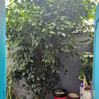درختچه های زینتی.بنجامین.دراسینا.کاج.سرحال وزیبا