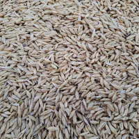 جو دیم آبیدر|خوردنی و آشامیدنی|شیرینسو, |دیوار