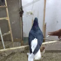 دمسفید و آپاچی ، کرمانشاه