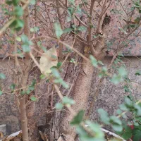 بنسای شمشاد ترون|گل و گیاه طبیعی|تهران, تهرانسر مرکزی|دیوار