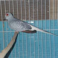 ی جفت کبوتر الماسی  مولد اندازه مرغ عشق|پرنده|تهران, شهرک علم و فناوری|دیوار