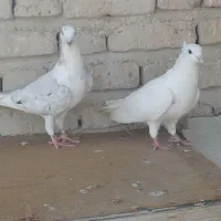 برنامه دیوار