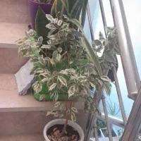 گلهای آپارتمانی