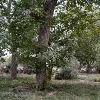 تکاندن گردو