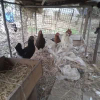 خروس و مرغ گلین|پرنده|رستمکلا, |دیوار