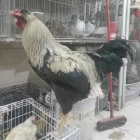 خروس|حیوانات مزرعه|تهران, بازار|دیوار