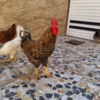 مرغ خروس|حیوانات مزرعه|رشت, پیرکلاچای|دیوار