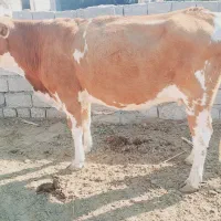 گاو سمینتال