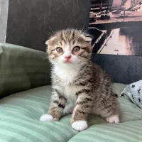 توله گربه اسکاتیش DSH