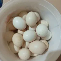 تخم مرغ محلی
