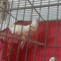 قناری ماده