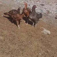 مرغ لاری|حیوانات مزرعه|میانه, |دیوار