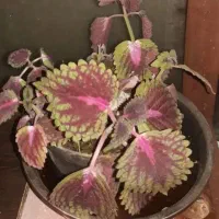 دنبال سرایداری هستم طرقبه