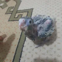 عروس هلندی. جوجه عروس هلندی سرلاکی