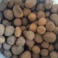 بهترین سیب فندقی و گردویی