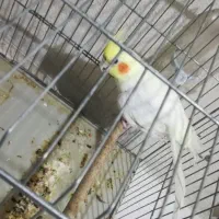 عروس هلندی نر|پرنده|بندر کنگان, |دیوار