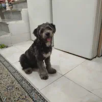 تریر ۸ماهه ،پر انرژی و باهوش