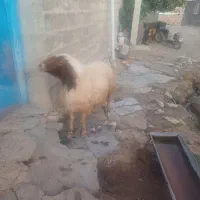 ورن اصیل سنجابی|حیوانات مزرعه|اسلام‌‌آباد غرب, |دیوار