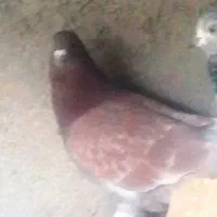 کفتر چشم سرخ رنگ قهوه ای پا پر سفید