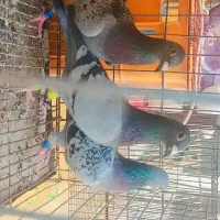 پلاکی و پرشی معامله با رنگی جفت
